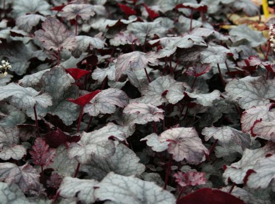 Heuchera Amethyst myst