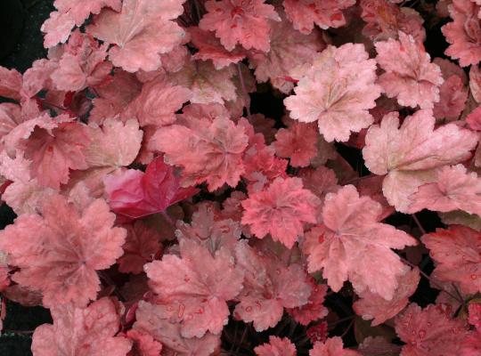 Heuchera 'Autumn Leaves'