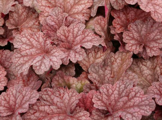 Heuchera 'Berry Smoothie'