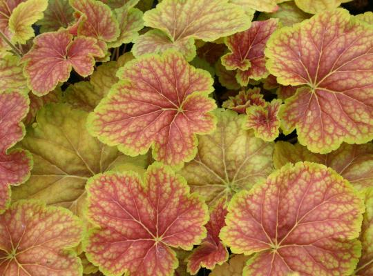 Heuchera 'Delta Dawn'