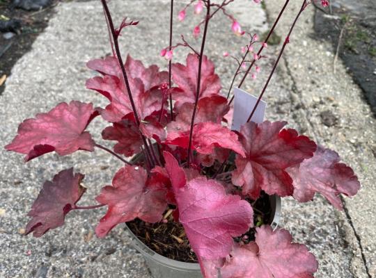 Heuchera 'Fire Chief'
