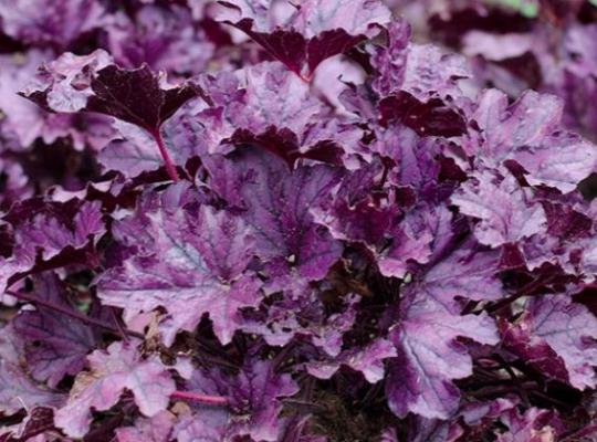 Heuchera 'Forever Purple' 