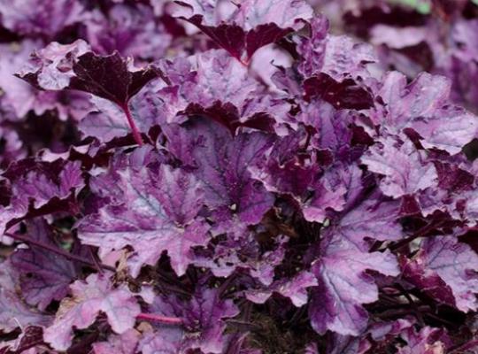 Heuchera Forever Purple