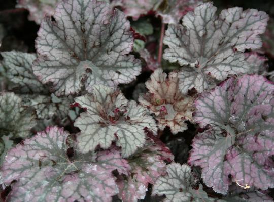 Heuchera 'Frosted Violet'