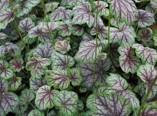 Heuchera 'Green Spice'