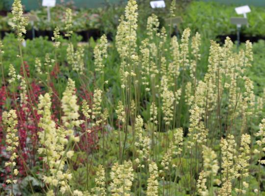 Heuchera Greenfinch