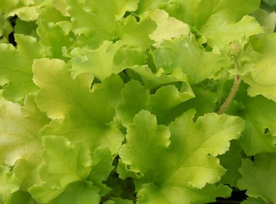 Heuchera 'Lime Marmalade' 