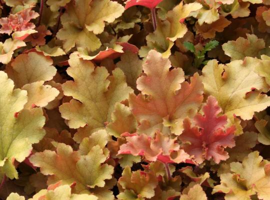 Heuchera 'Marmalade' 
