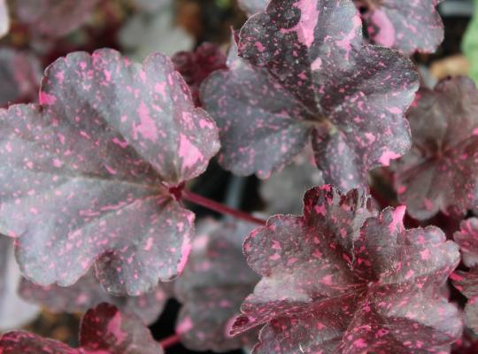 Heuchera Midnight Rose