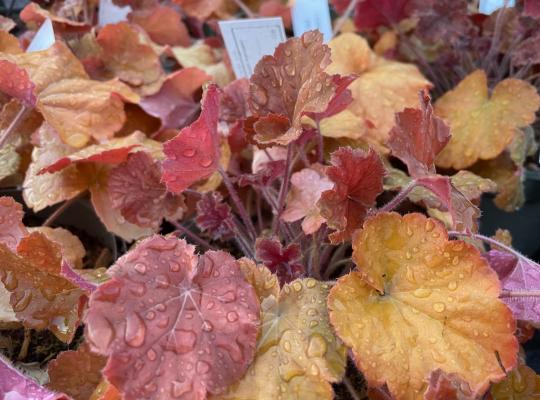 Heuchera Northern Exposure Amber