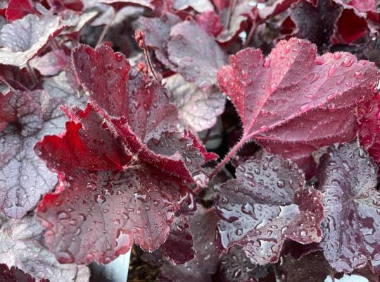 Heuchera Northern Exposure Black