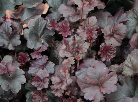 Heuchera 'Obsidian'