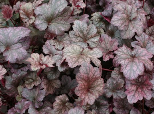 Heuchera 'Plum Pudding'