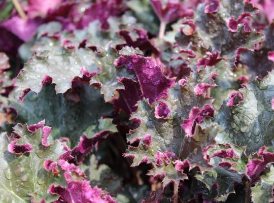 Heuchera 'Purple Petticoats'