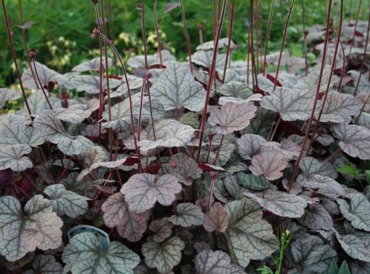 Heuchera 'Silver Scrolls'