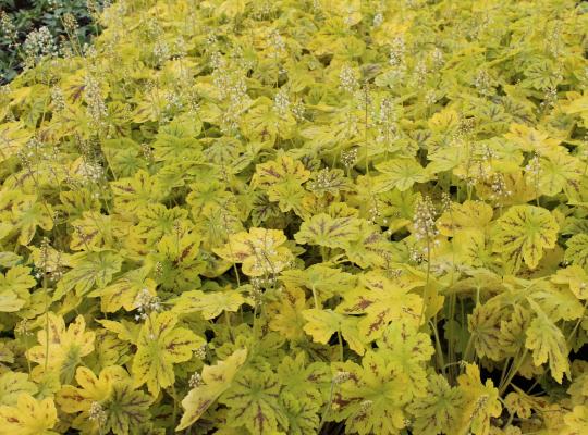 Heucherella 'Solar Power'