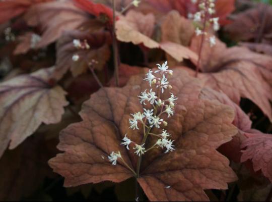 Heucherella 'Sweet Tea'