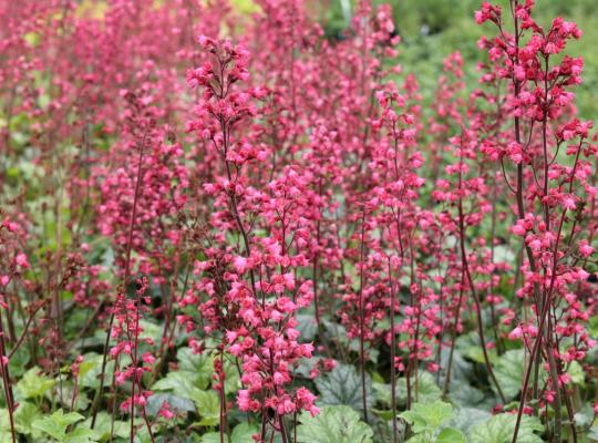 Heuchera Thomas