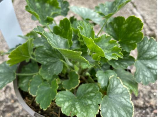 Heuchera sanguinea White Cloud