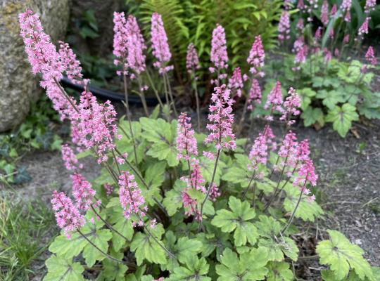 Heucherella 'Dayglow Pink'