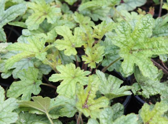 Heucherella 'Kimono'