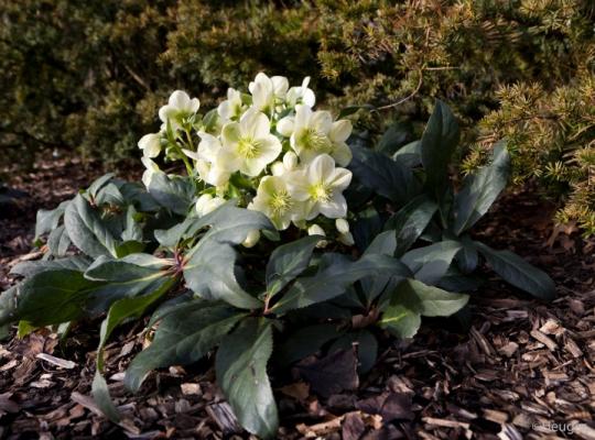 Helleborus HGC® Icebreaker