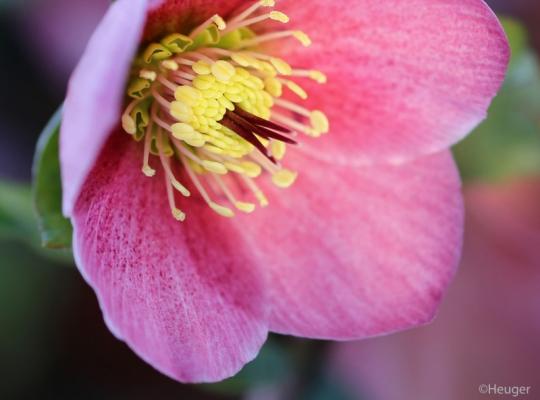 Helleborus HGC® Madame Lemonnier