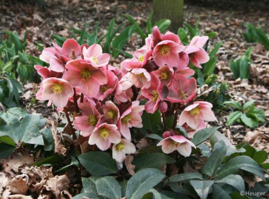 Helleborus HGC® Pink Frost
