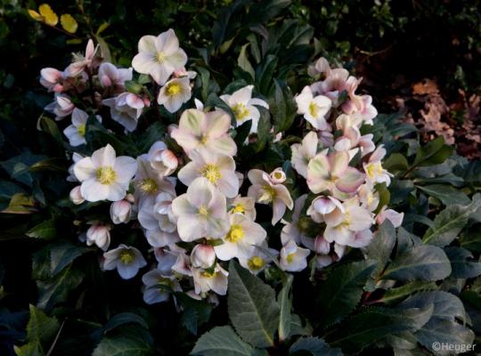 Helleborus HGC® Shooting Star