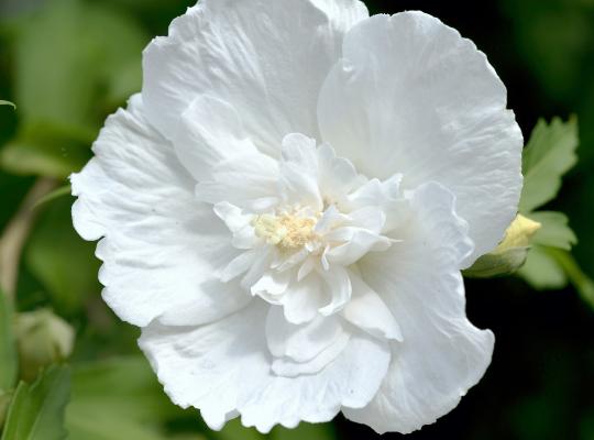 Hibiscus syriacus Admiral Dewey