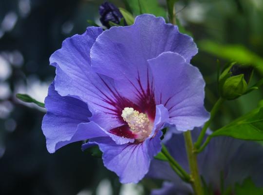 Hibiscus syriacus Blue Bird