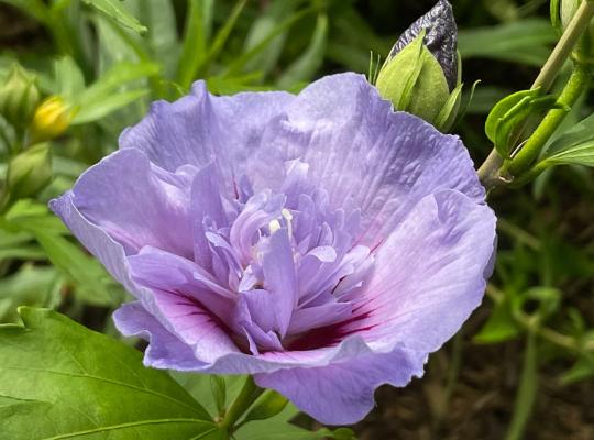 Hibiscus syriacus Blue Chiffon