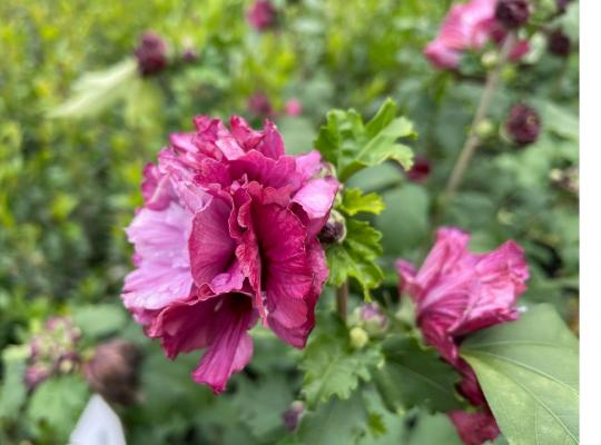 Hibiscus syriacus Duc de Brabant