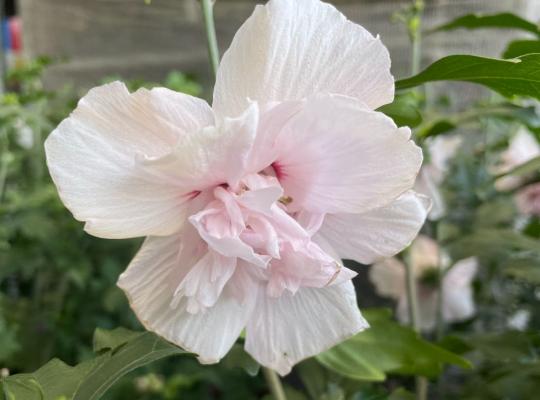 Hibiscus syriacus Lady Stanley