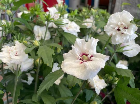 Hibiscus syr. 'Speciosus'