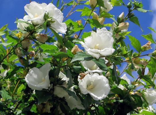 Hibiscus syriacus William. R. Smith