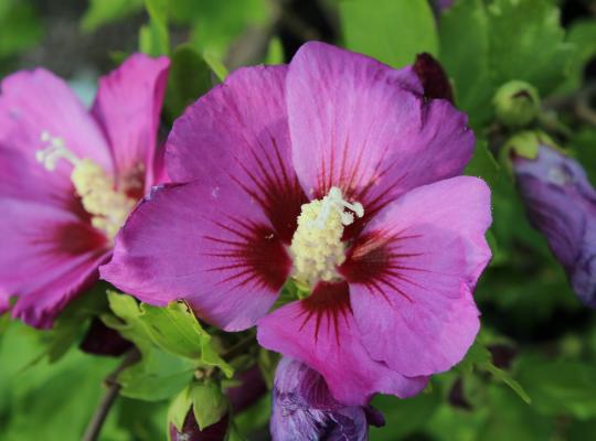 Hibiscus syriacus Woodbridge