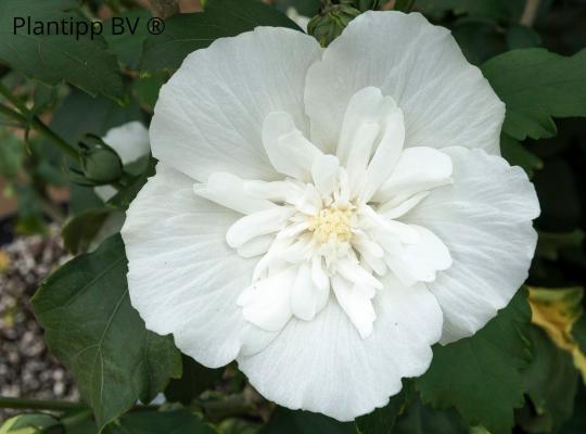 Hibiscus syriacus White Chiffon