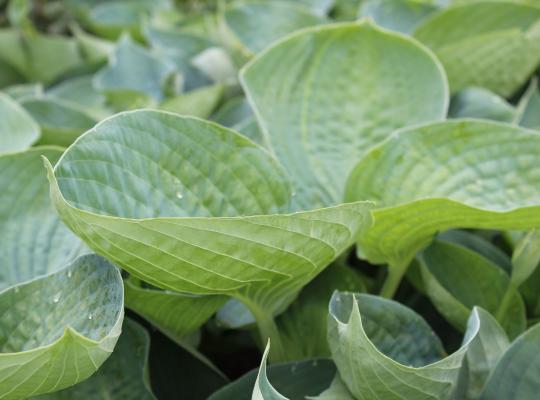 Hosta abiqua Drinking Gourd