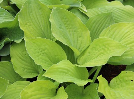 Hosta August Moon