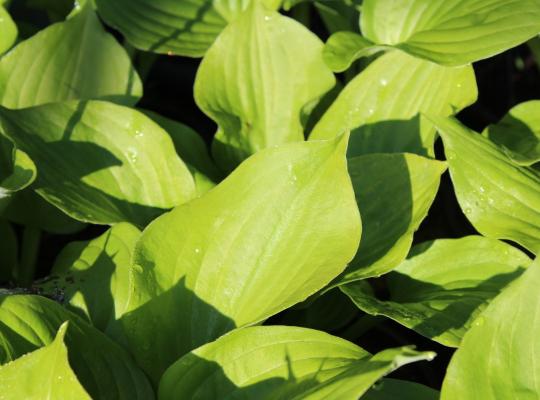 Hosta Banana Kid