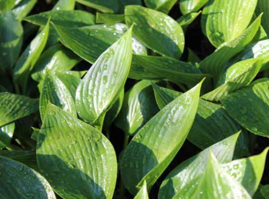 Hosta Devon Green