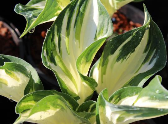 Hosta Fire And Ice