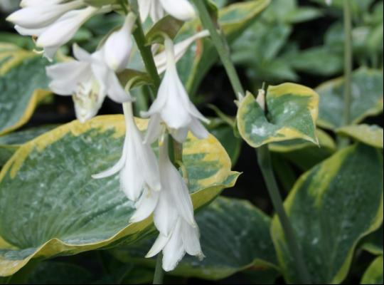 Hosta sieb. 'Frances Williams'