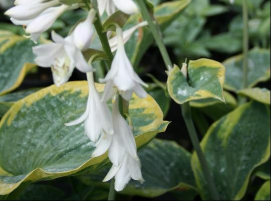 Hosta Frances Williams