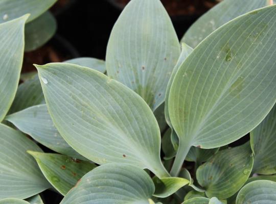 Hosta Hadspen Blue