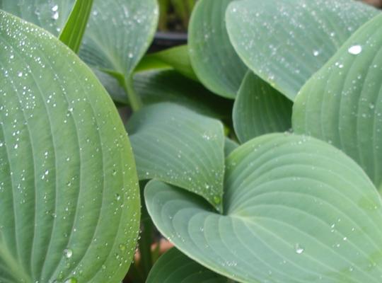 Hosta 'Halcyon'