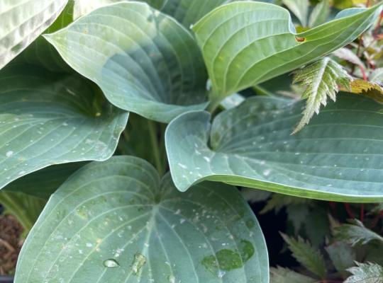 Hosta Marmalade on Toast