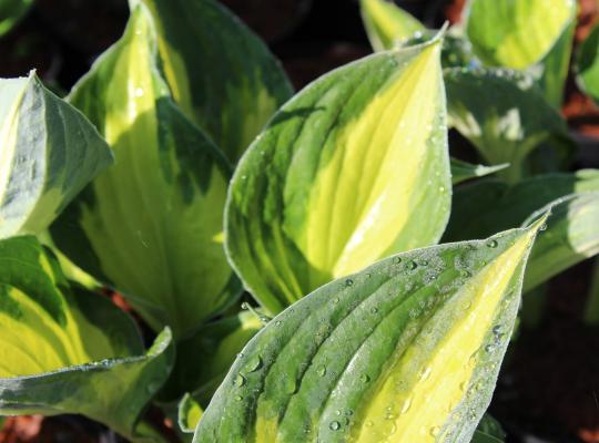 Hosta Morning Star