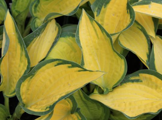 Hosta 'Orange Marmalade'